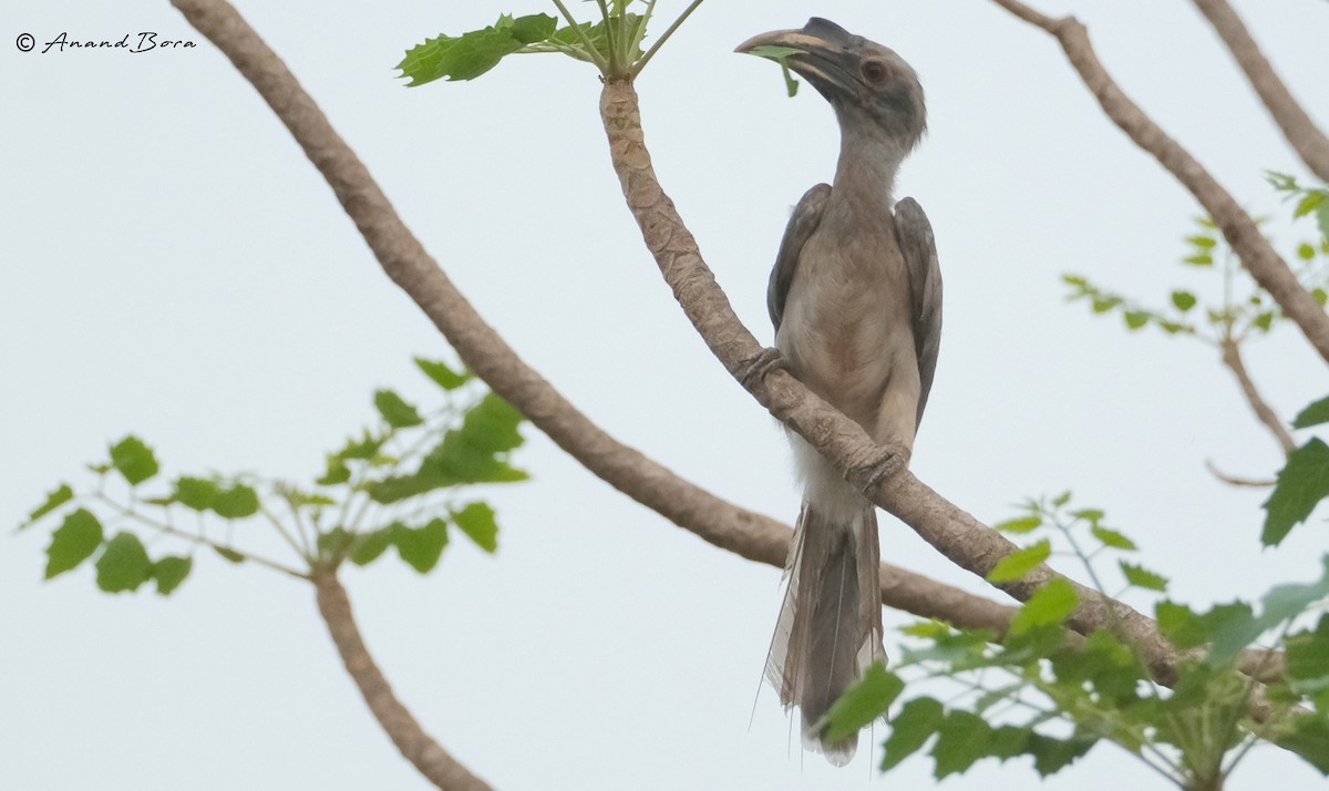 Indian Gray Hornbill - ML620165270