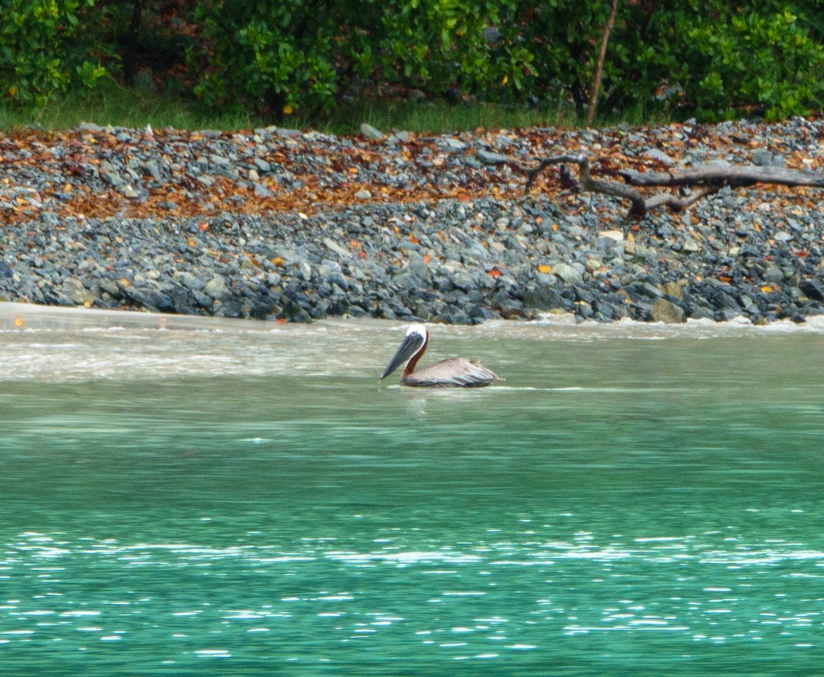 Brown Pelican - ML620165271