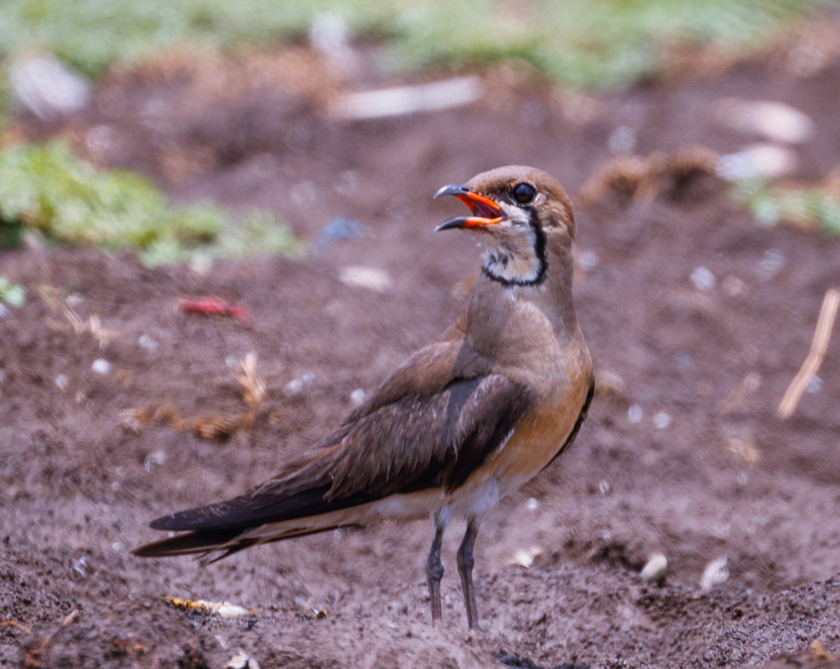 Oriental Pratincole - ML620165277