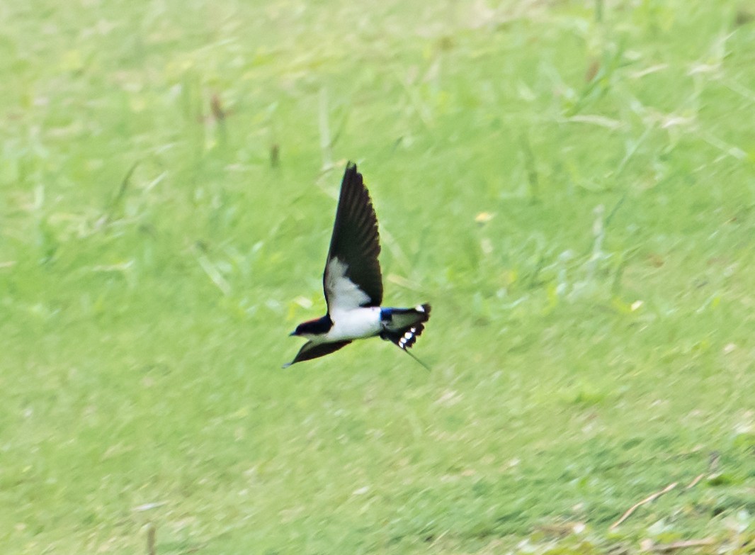 Wire-tailed Swallow - ML620165295