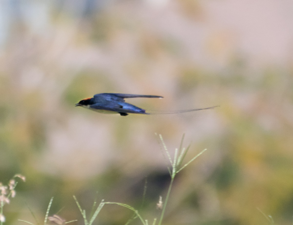 Wire-tailed Swallow - ML620165297