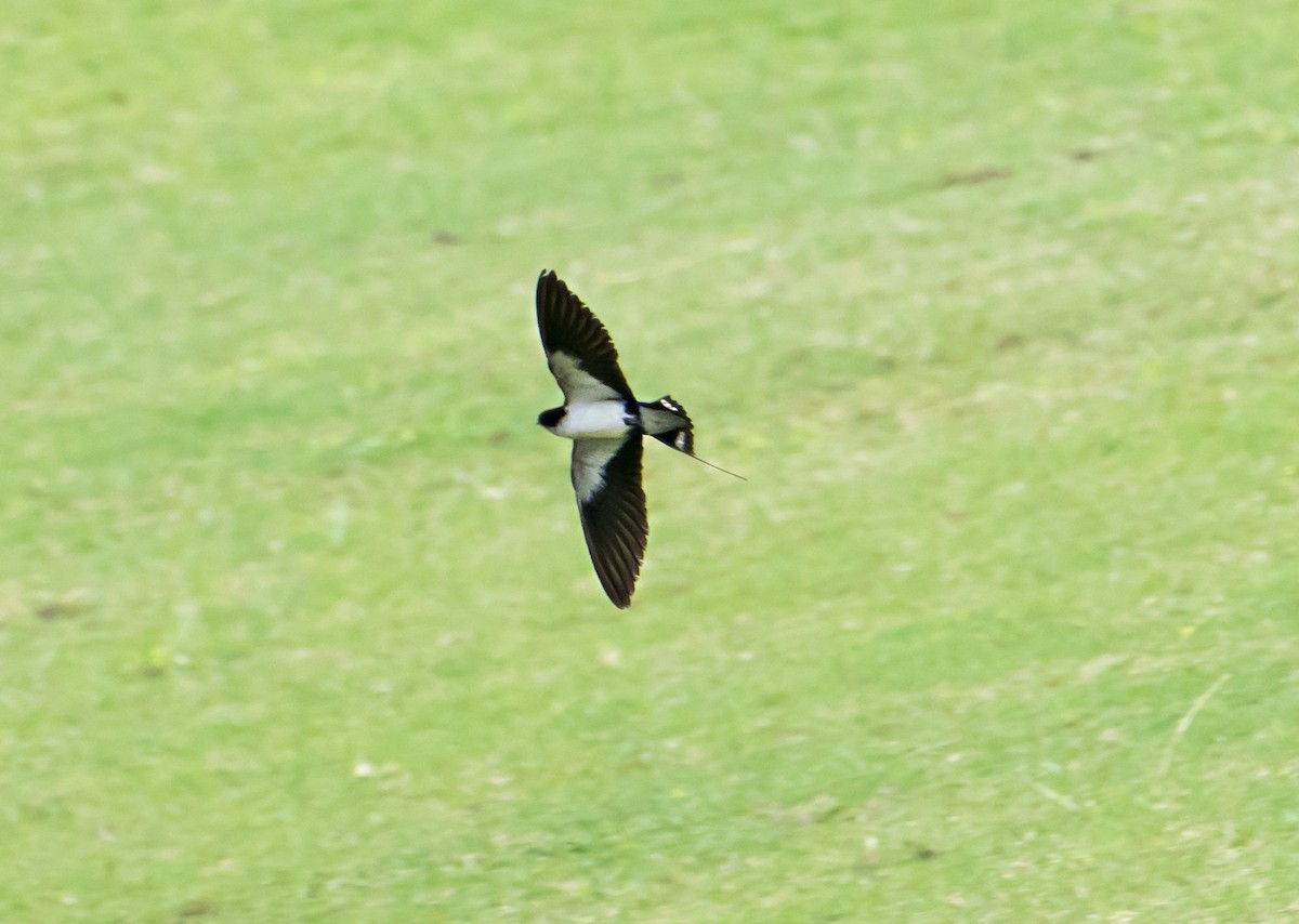 Wire-tailed Swallow - ML620165300