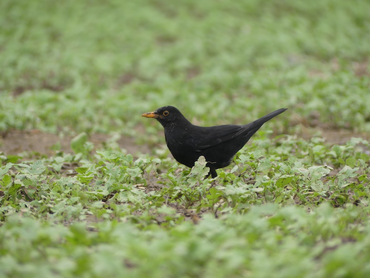 Eurasian Blackbird - ML620165305