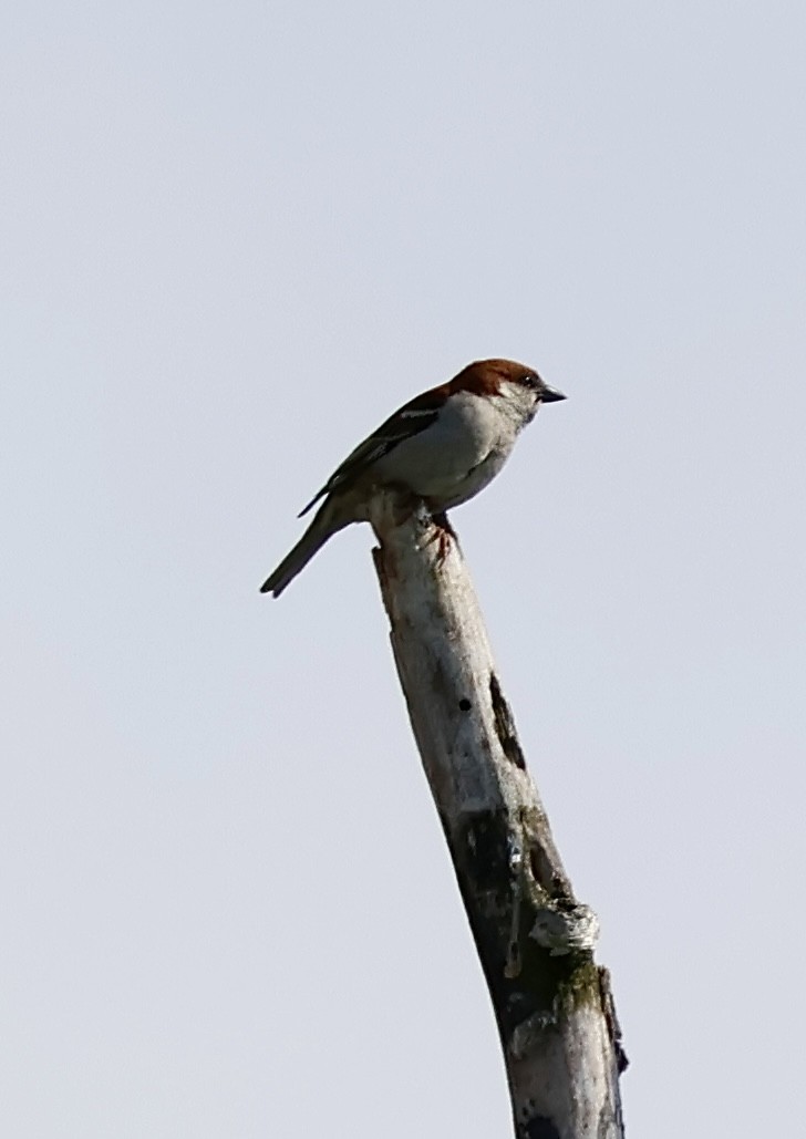 Russet Sparrow - ML620165310