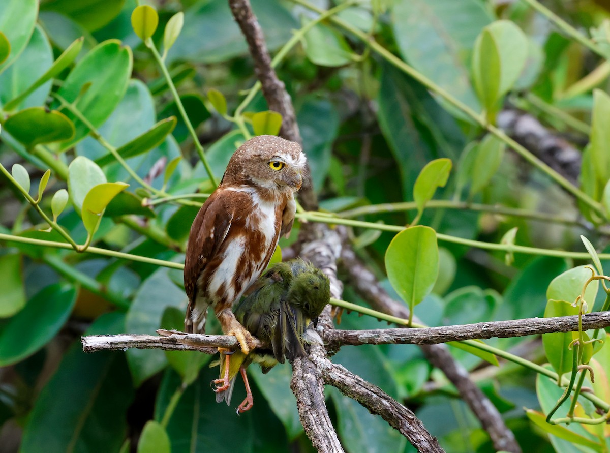 Central American Pygmy-Owl - ML620165326