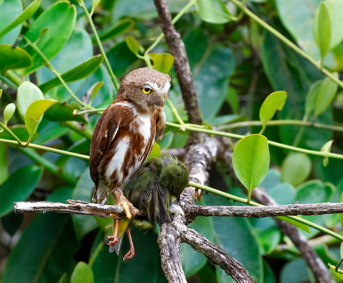 Central American Pygmy-Owl - ML620165327