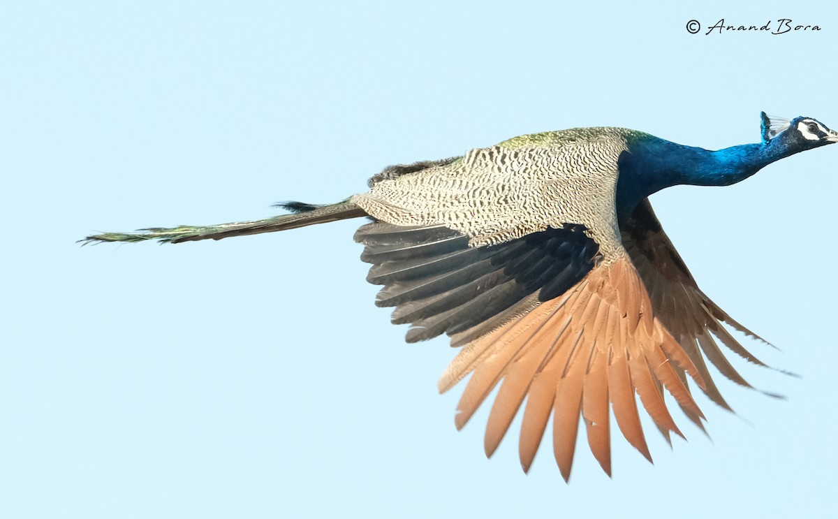 Indian Peafowl - ML620165328