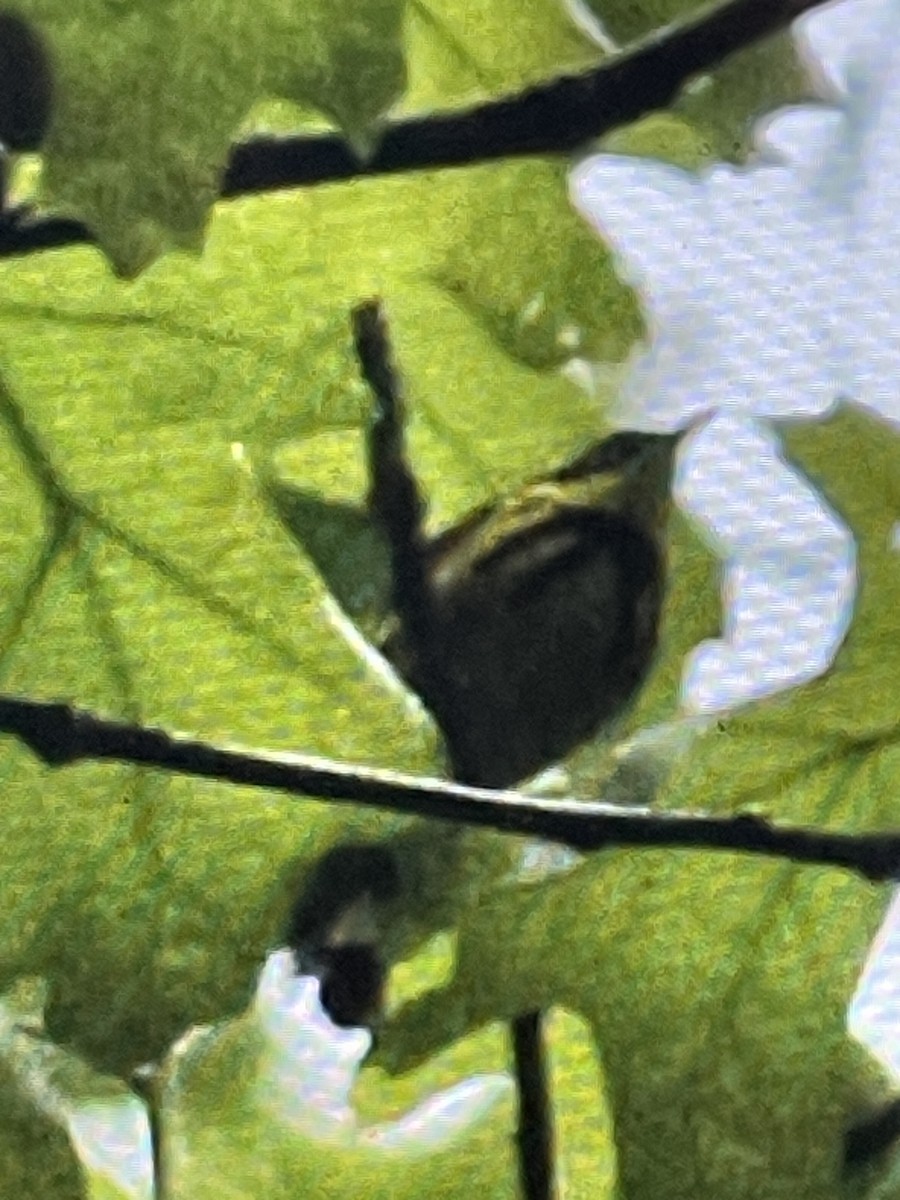 Magnolia Warbler - ML620165329