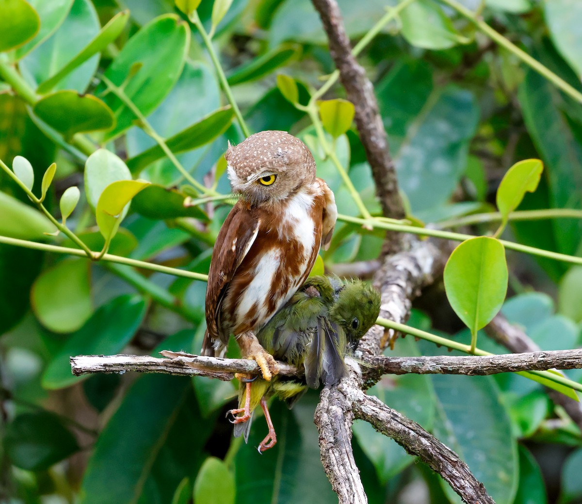 Central American Pygmy-Owl - ML620165335