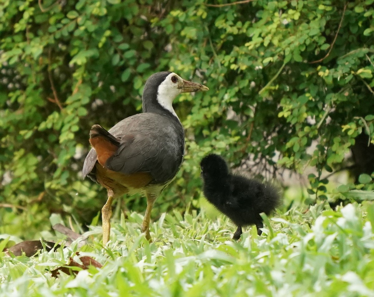 White-breasted Waterhen - ML620165352