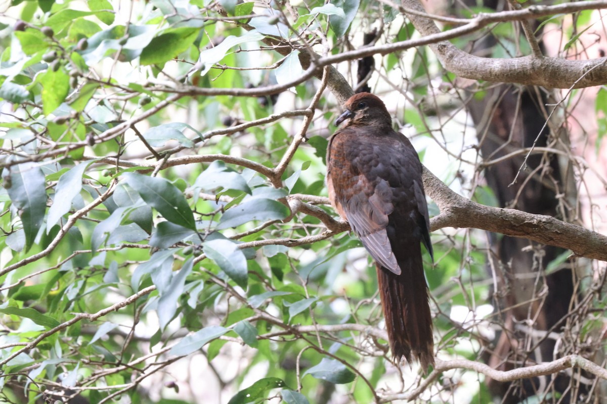 Brown Cuckoo-Dove - ML620165355