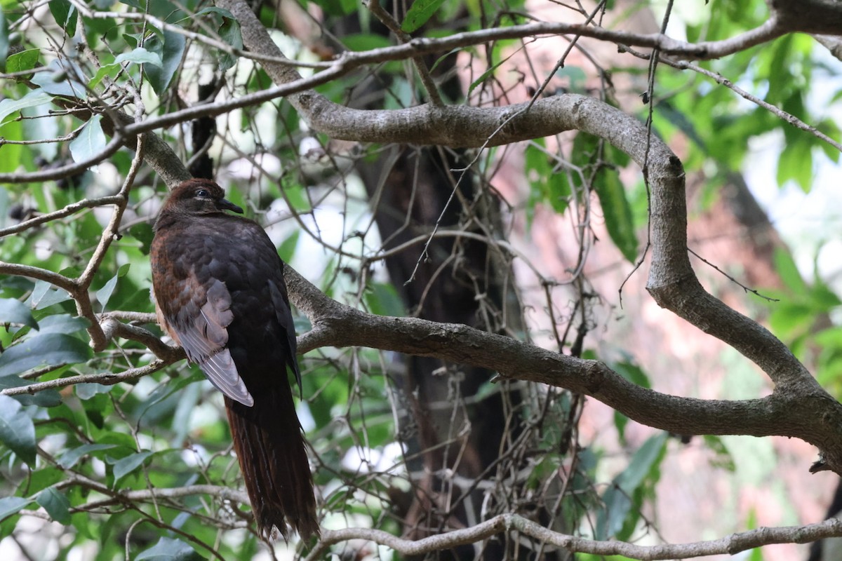 Brown Cuckoo-Dove - ML620165356