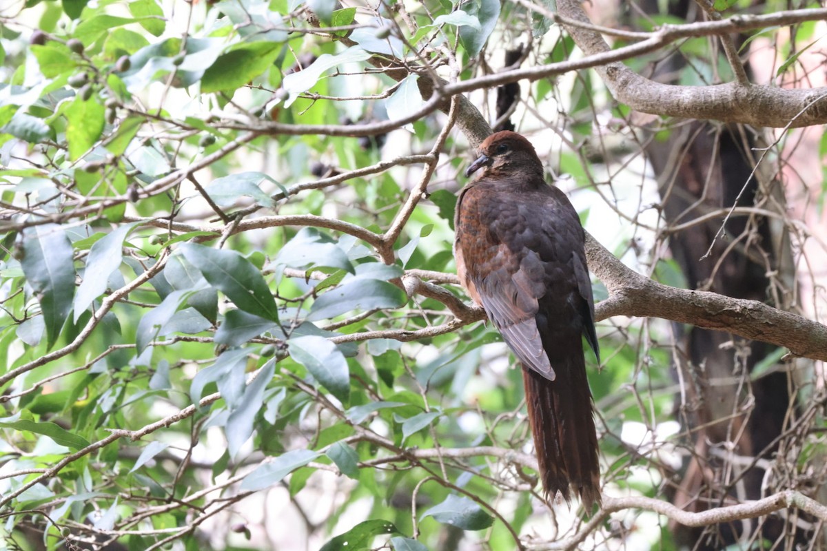 Brown Cuckoo-Dove - ML620165357