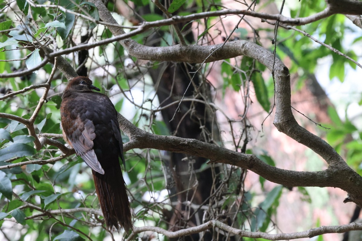 Brown Cuckoo-Dove - ML620165358