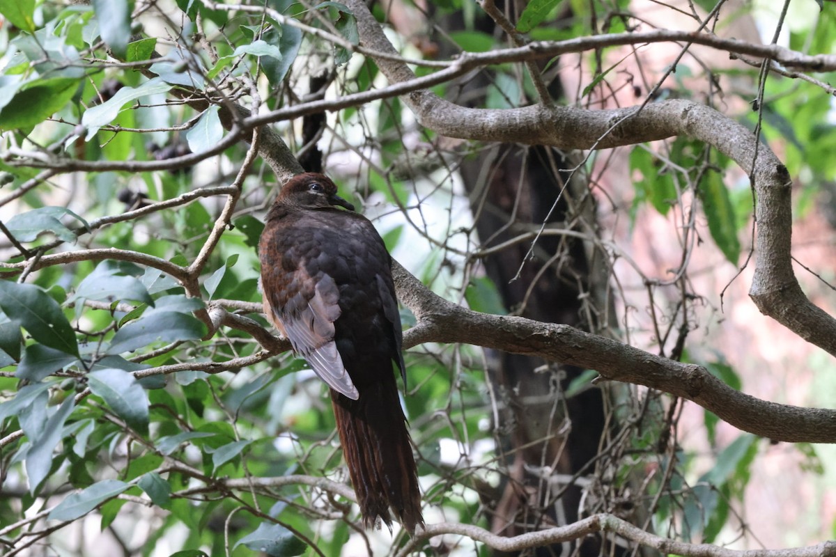 Brown Cuckoo-Dove - ML620165359
