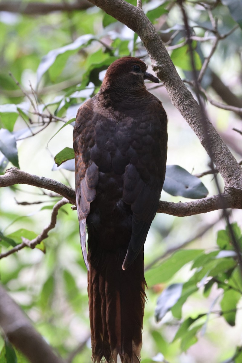 Brown Cuckoo-Dove - ML620165360