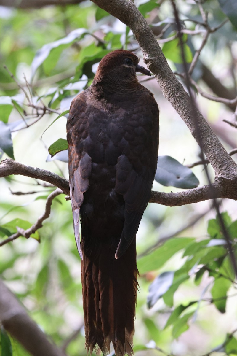 Brown Cuckoo-Dove - ML620165361