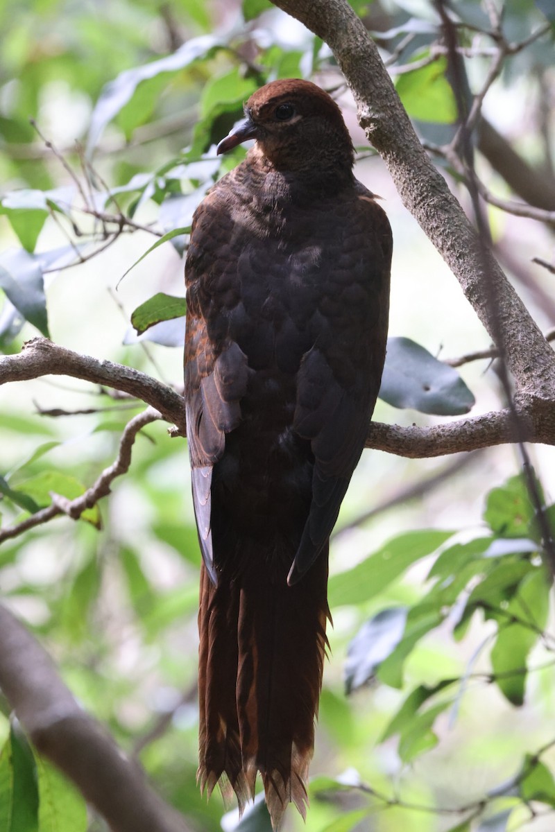 Brown Cuckoo-Dove - ML620165363