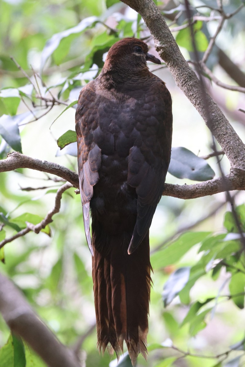 Brown Cuckoo-Dove - ML620165364