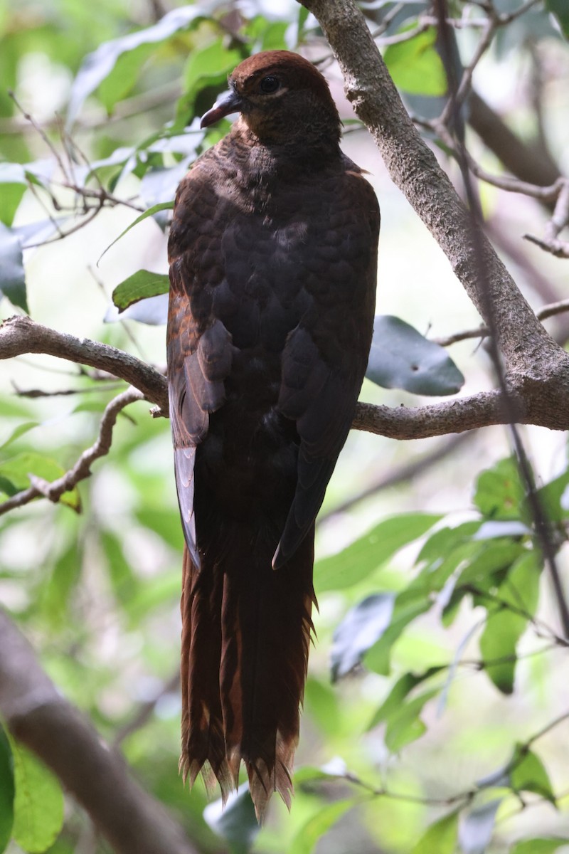 Brown Cuckoo-Dove - ML620165366