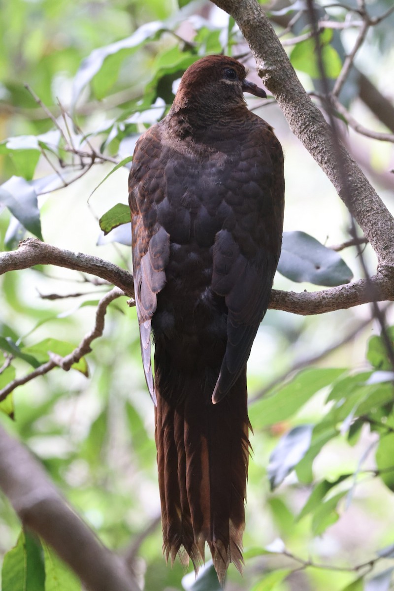 Brown Cuckoo-Dove - ML620165367