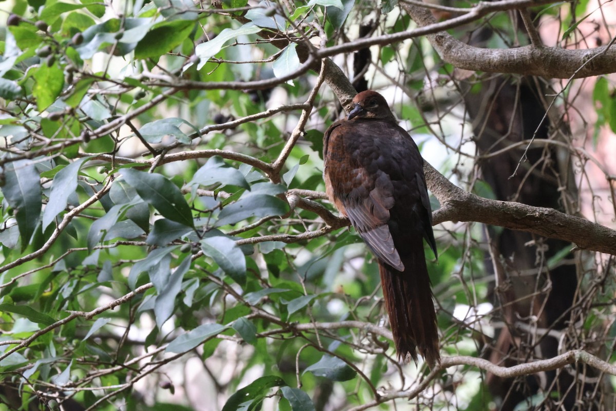 Brown Cuckoo-Dove - ML620165368