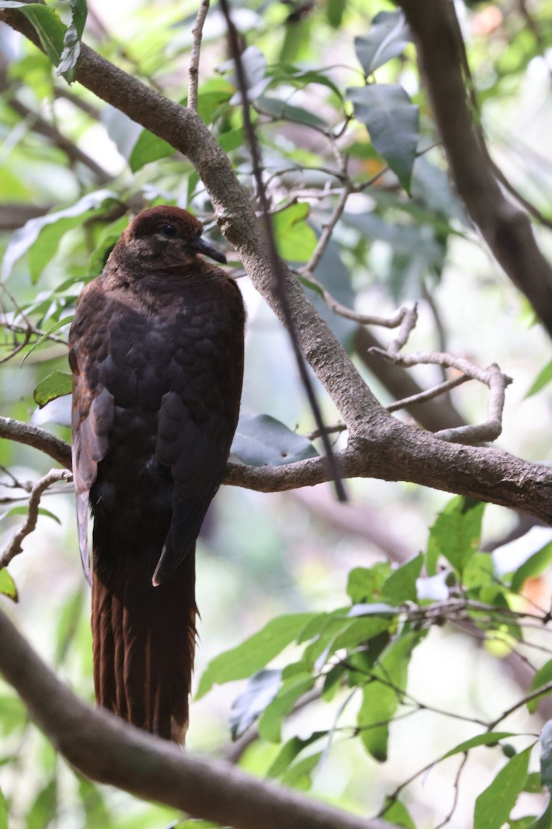 Brown Cuckoo-Dove - ML620165370