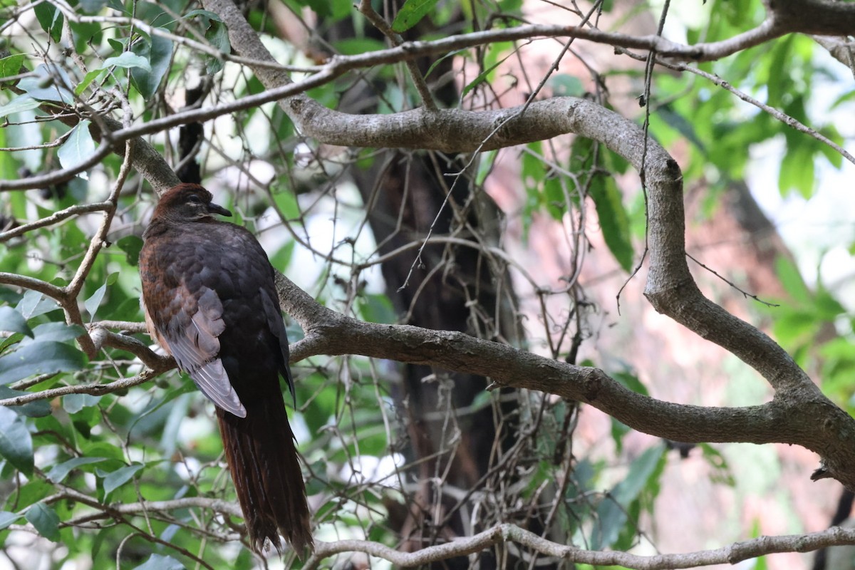 Brown Cuckoo-Dove - ML620165371