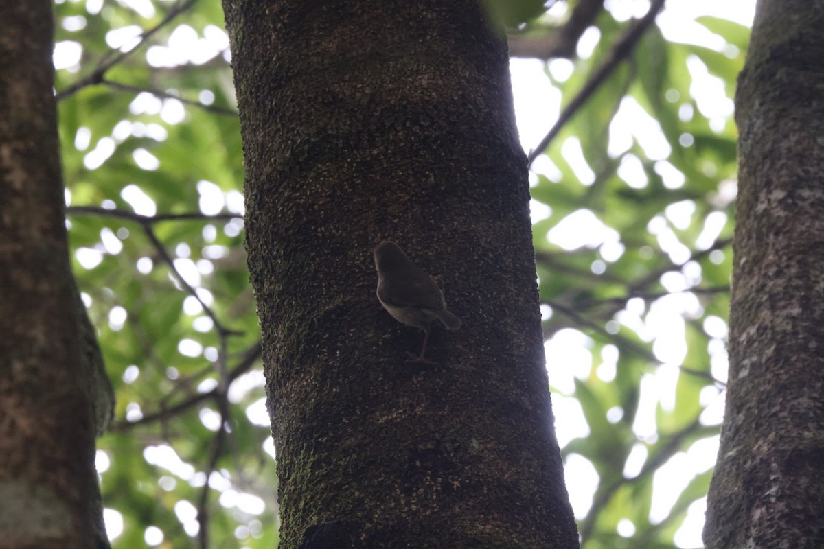 Large-billed Scrubwren - ML620165373