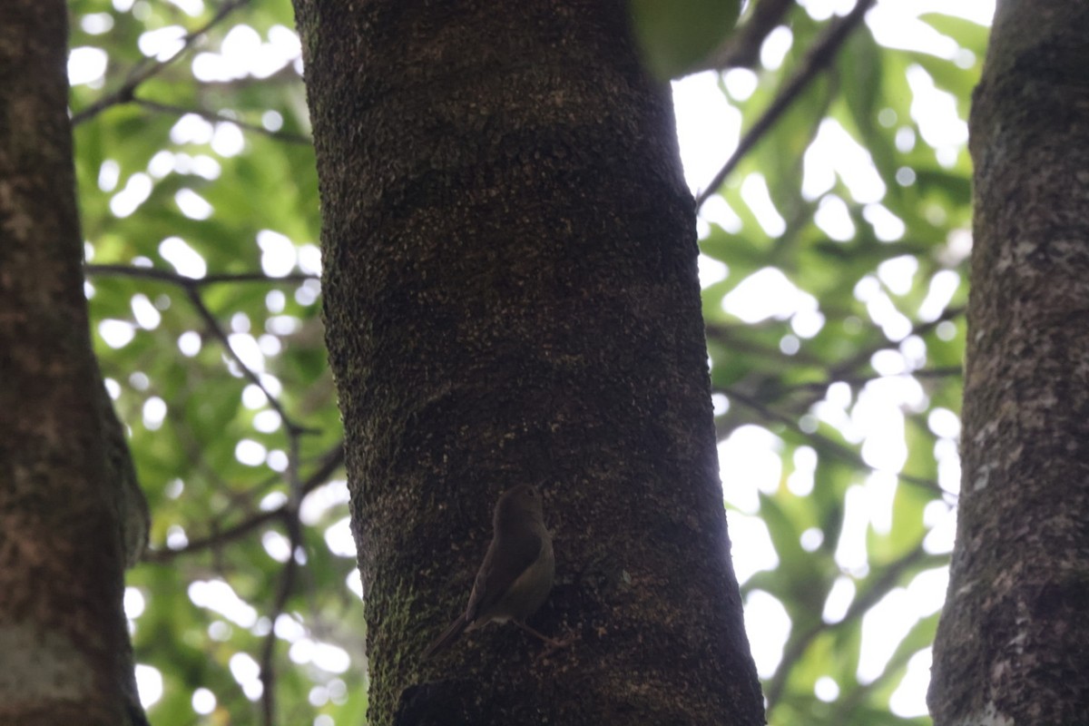 Large-billed Scrubwren - ML620165374