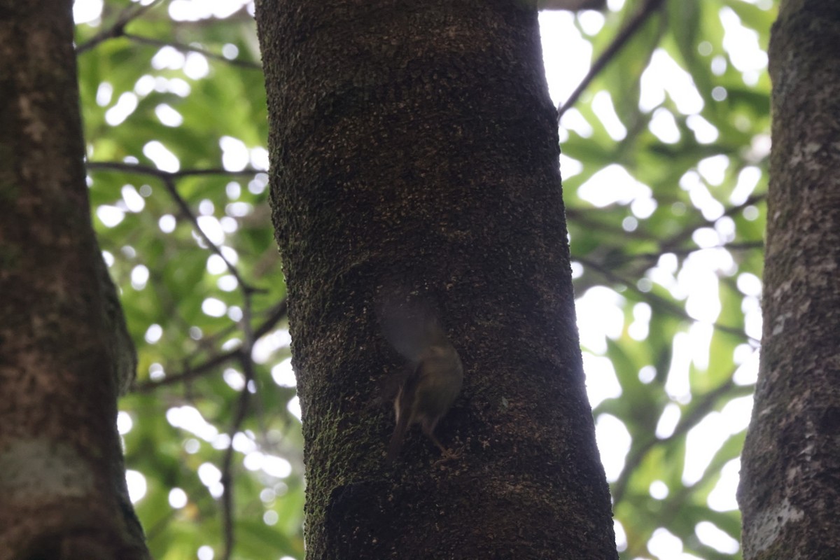 Large-billed Scrubwren - ML620165376