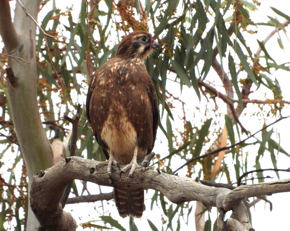 Brown Falcon - ML620165380