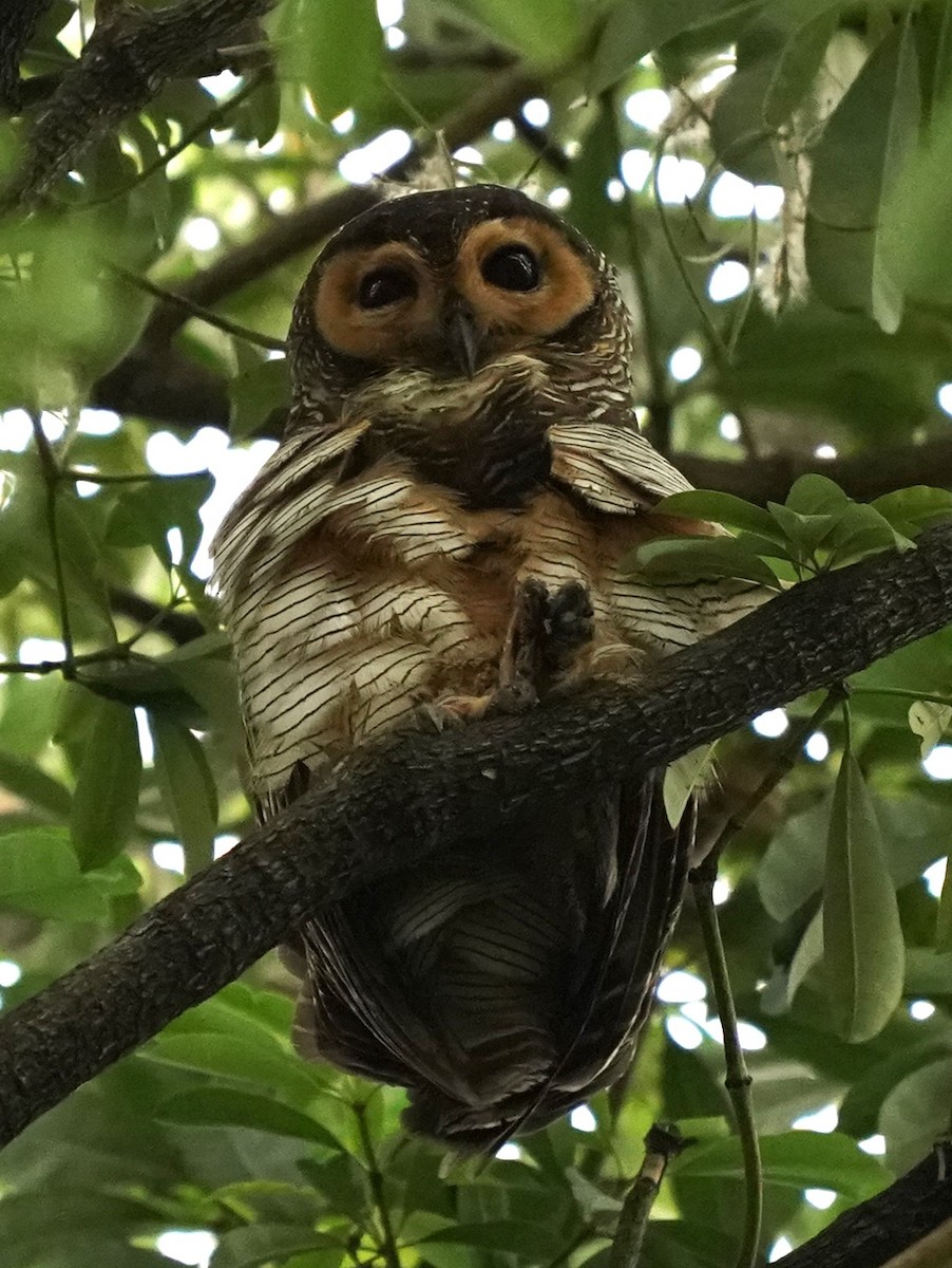 Spotted Wood-Owl - ML620165387