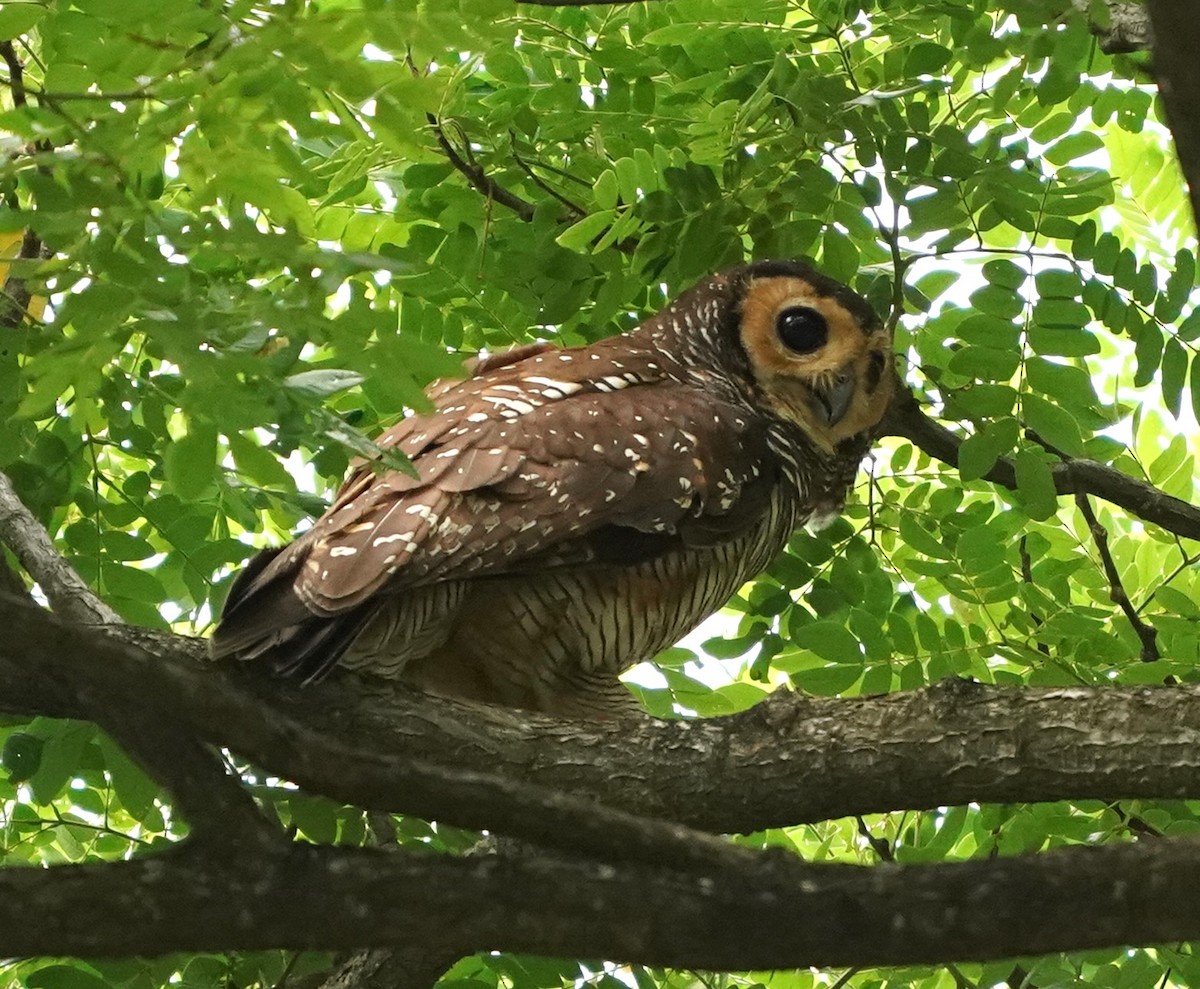 Spotted Wood-Owl - ML620165389