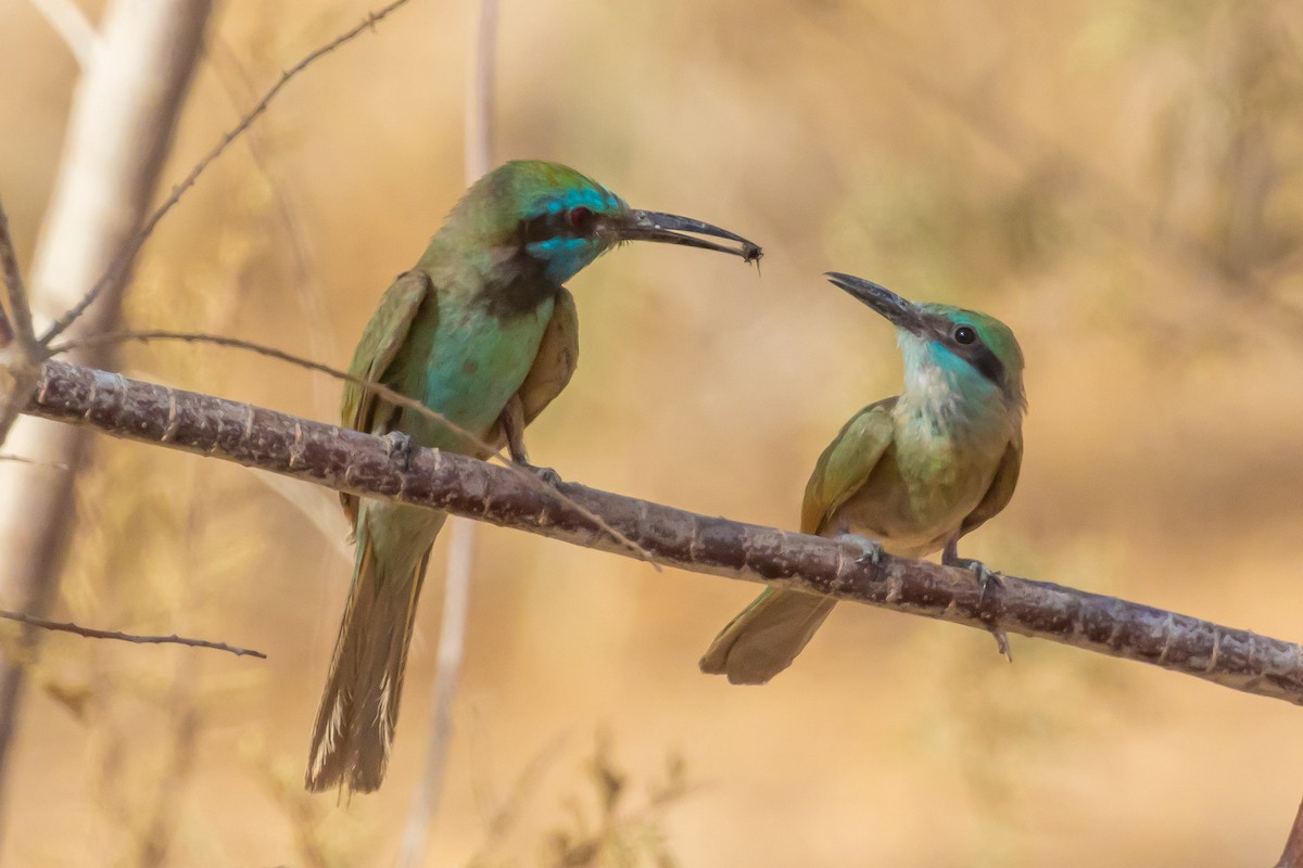 Arabian Green Bee-eater - ML620165398