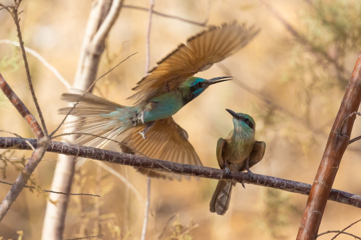 Arabian Green Bee-eater - Oren Shatz