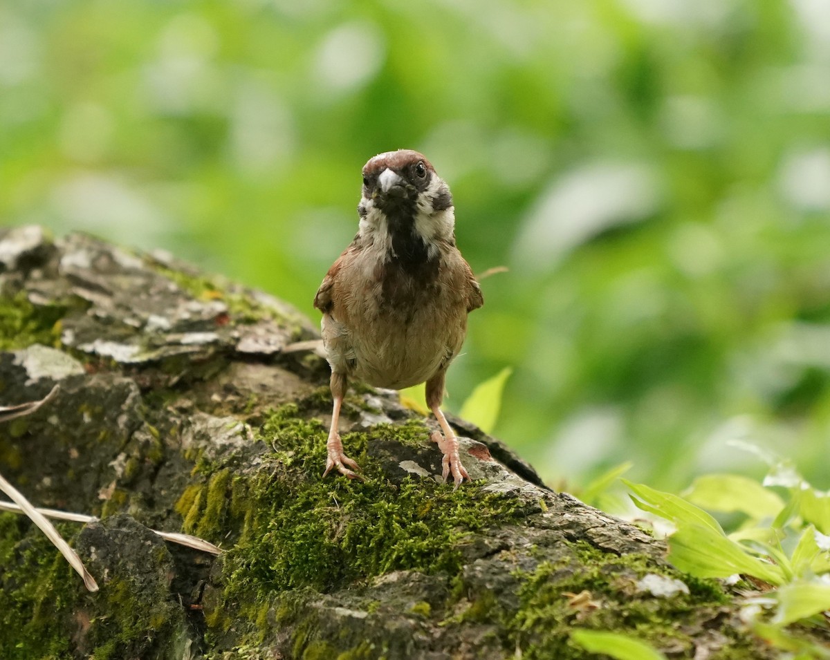 Eurasian Tree Sparrow - ML620165402