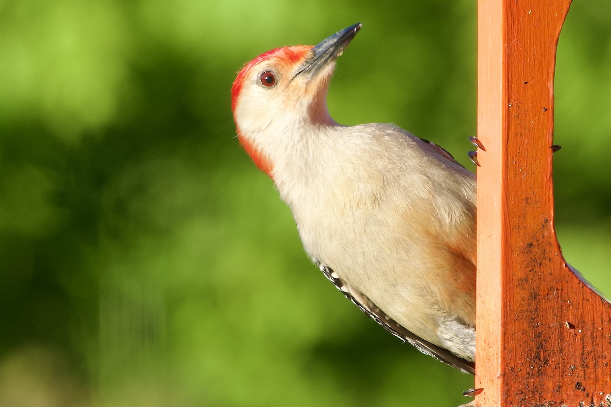 Red-bellied Woodpecker - ML620165405