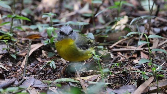 Miro à poitrine jaune - ML620165411