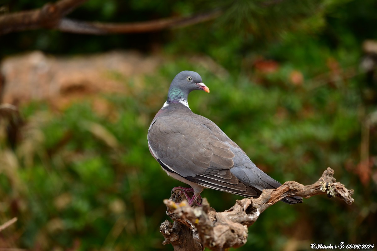 Common Wood-Pigeon - ML620165413