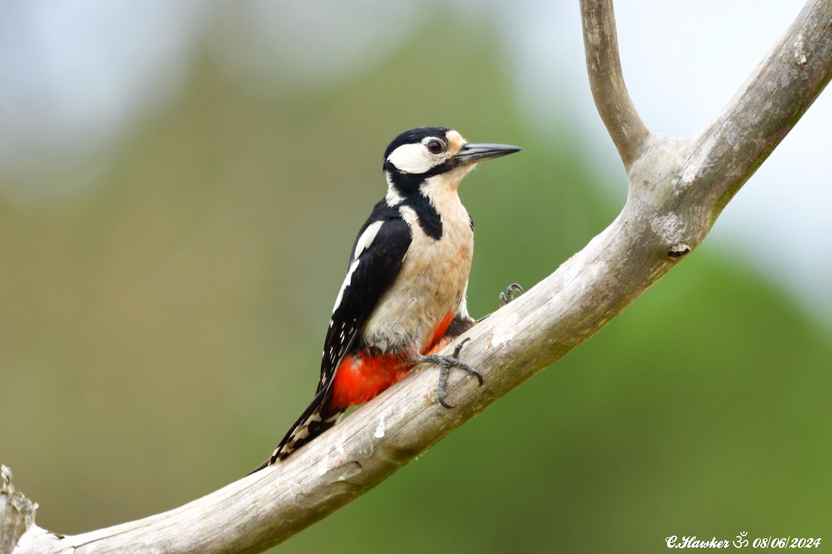 Great Spotted Woodpecker - ML620165420