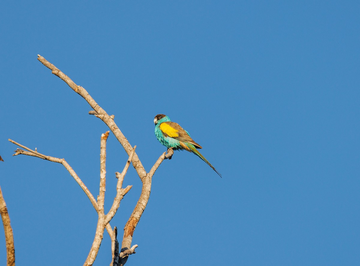 Hooded Parrot - ML620165456