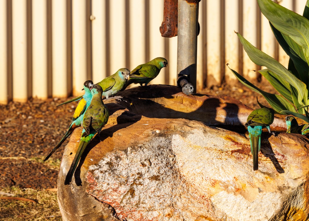 Hooded Parrot - ML620165459