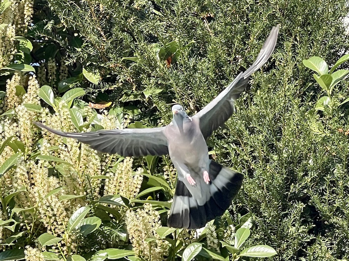 Common Wood-Pigeon - ML620165464