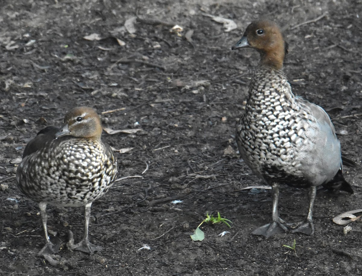 Maned Duck - ML620165465