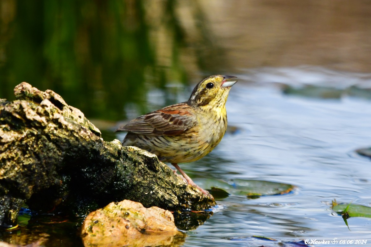 Hesi-berdantza - ML620165466