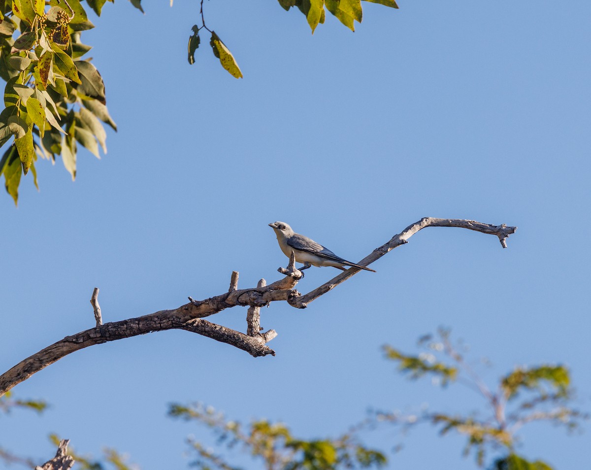 White-bellied Cuckooshrike - ML620165467