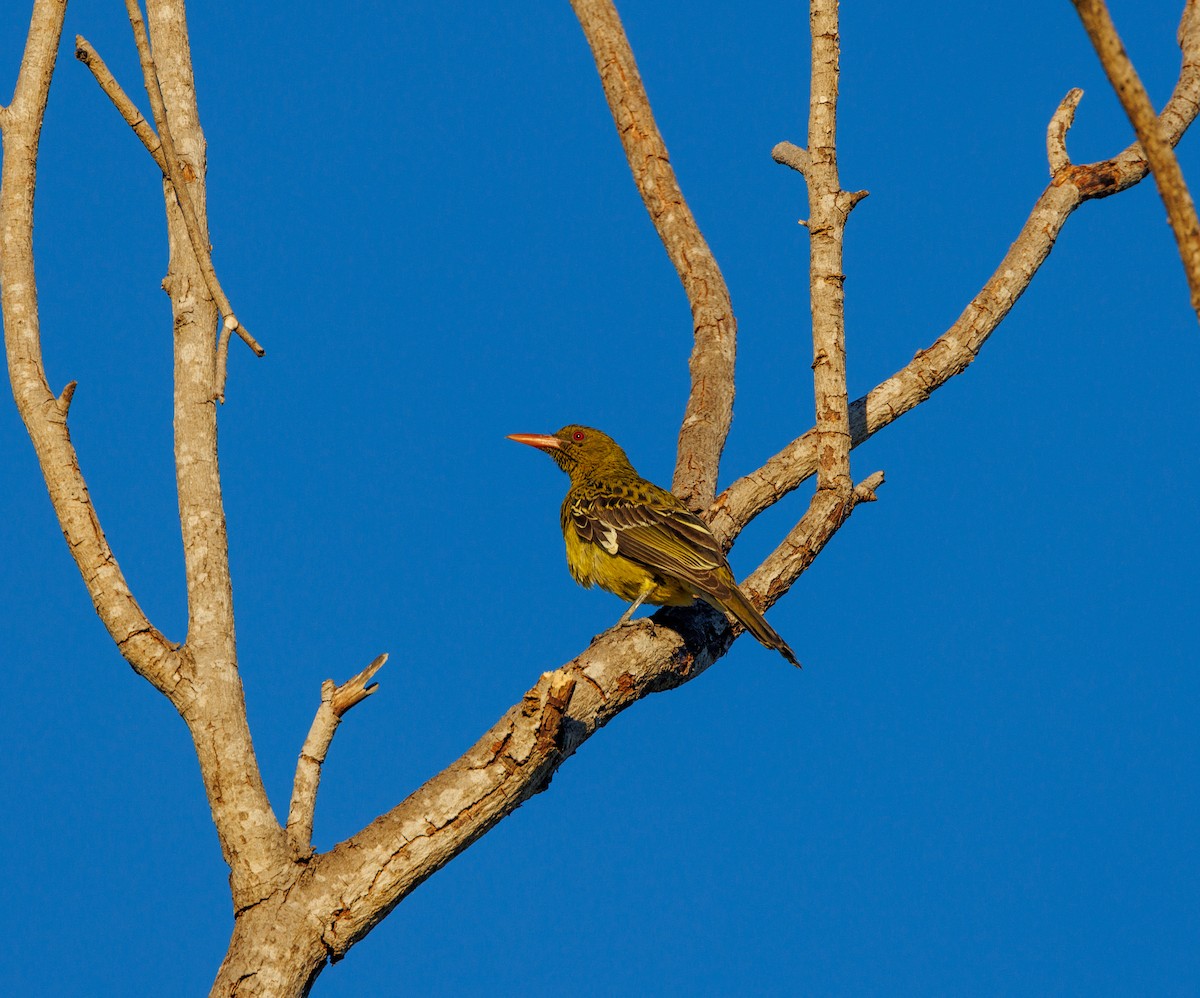 Green Oriole - ML620165470