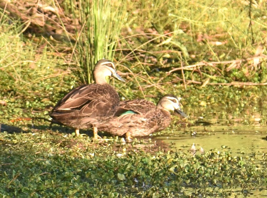 Canard à sourcils - ML620165471