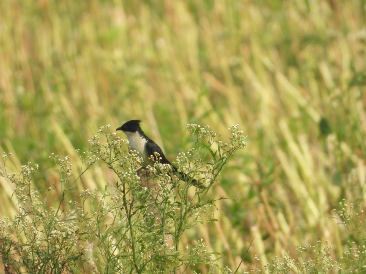 Pied Cuckoo - ML620165479